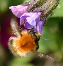 Lungenkraut-Hummel.jpg